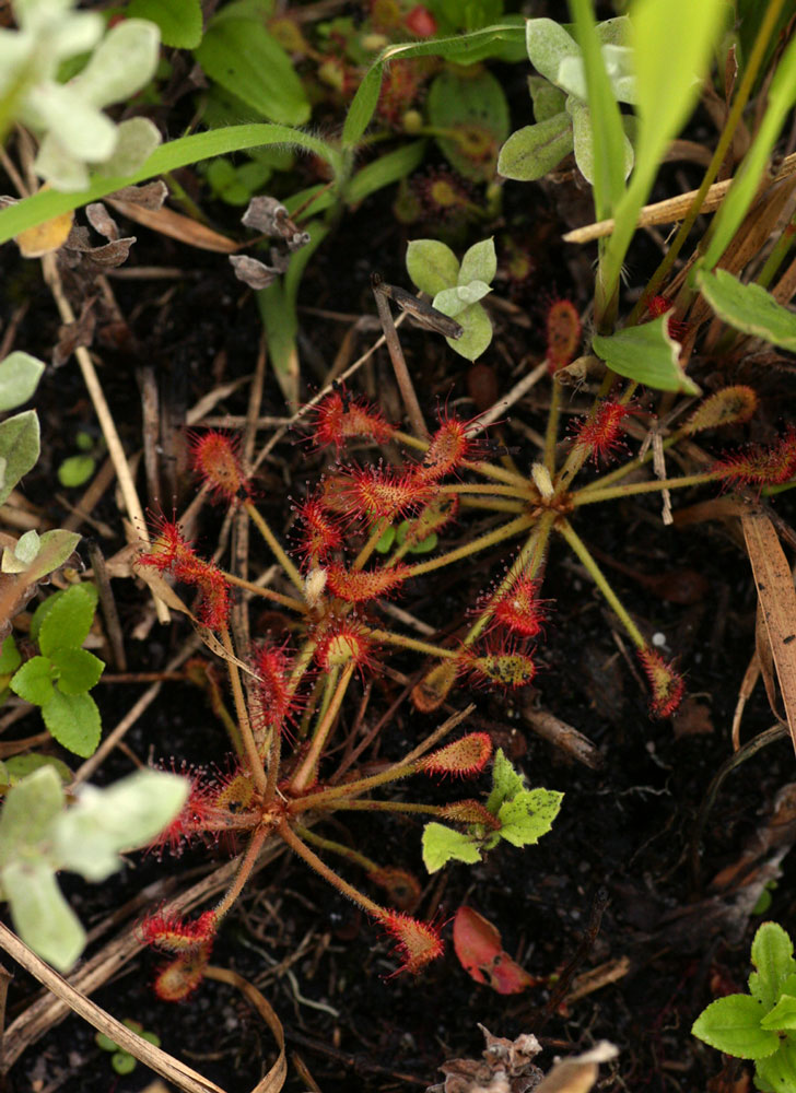 Drosera madagascariensis Drosera madagascariensis