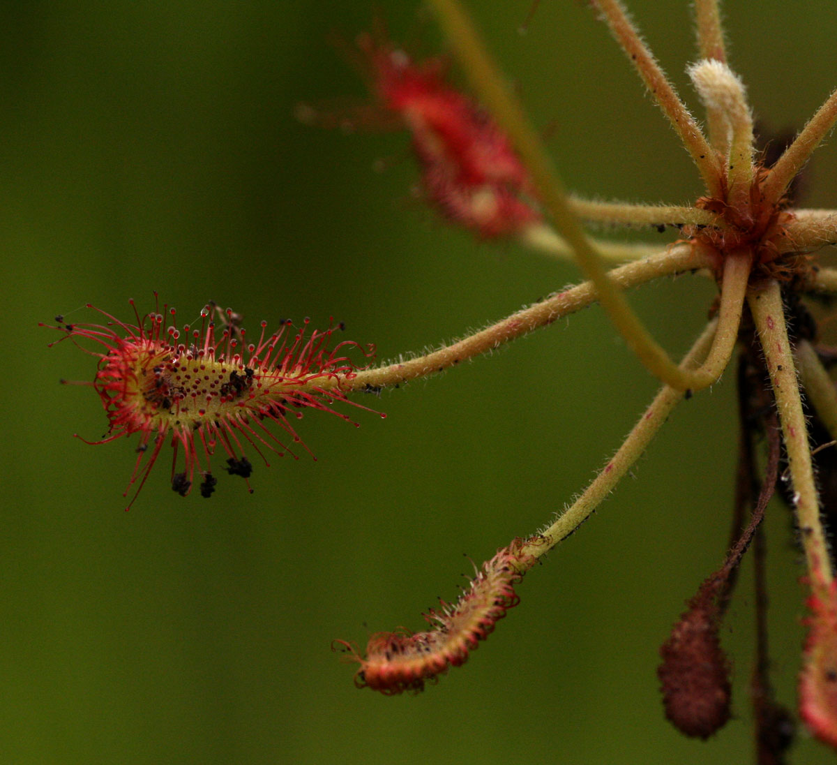 Drosera madagascariensis Drosera madagascariensis