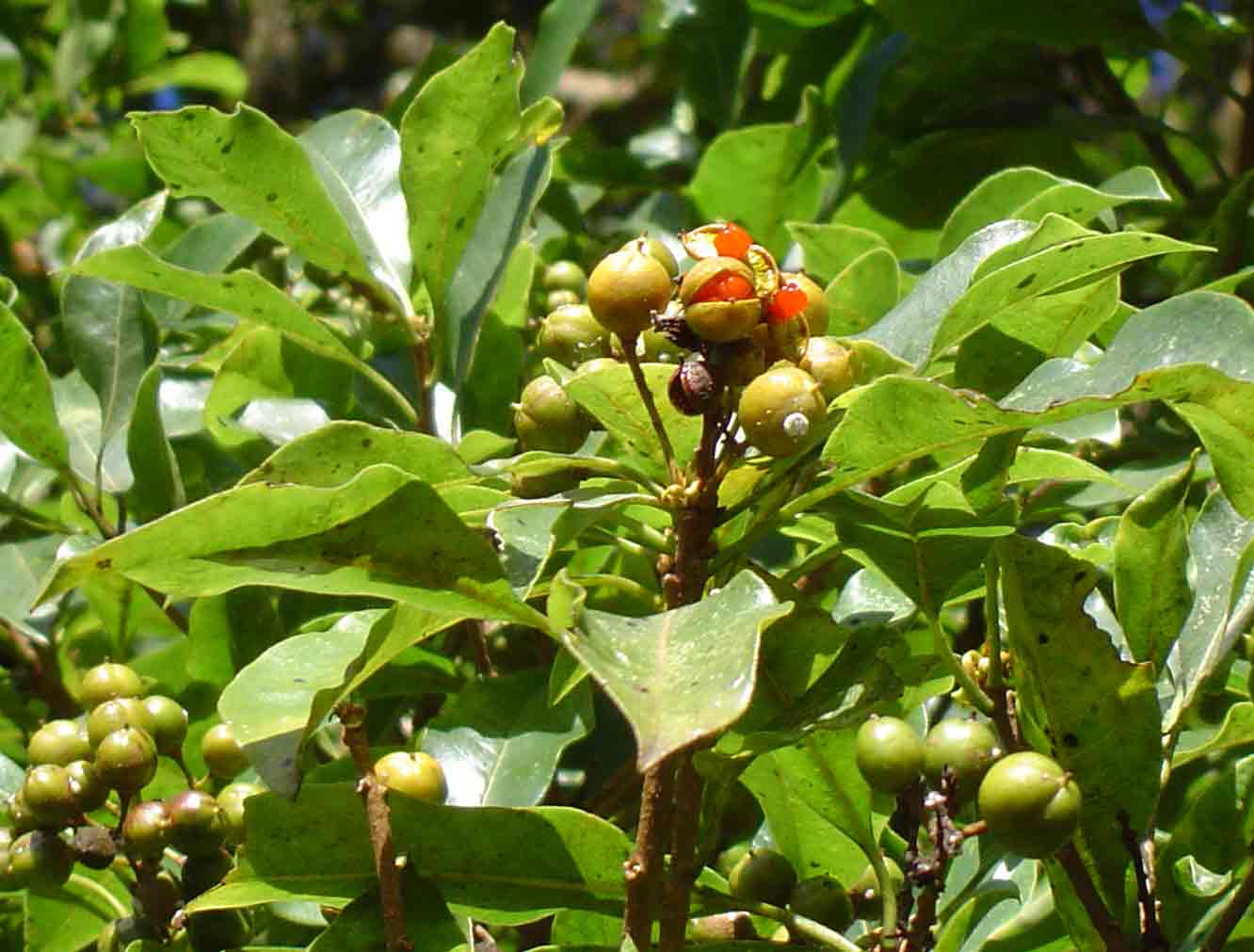 Pittosporum viridiflorum Pittosporum viridiflorum