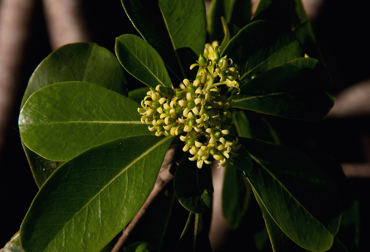 Pittosporum viridiflorum Pittosporum viridiflorum