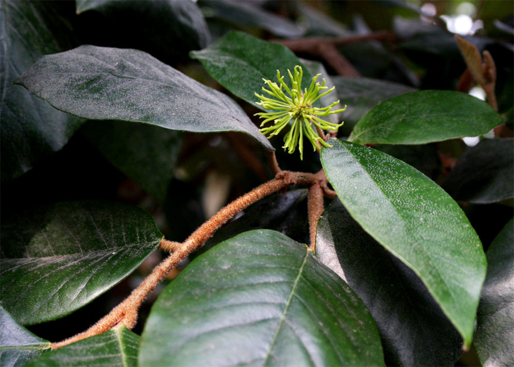 Trichocladus ellipticus subsp. malosanus Trichocladus ellipticus subsp. malosanus