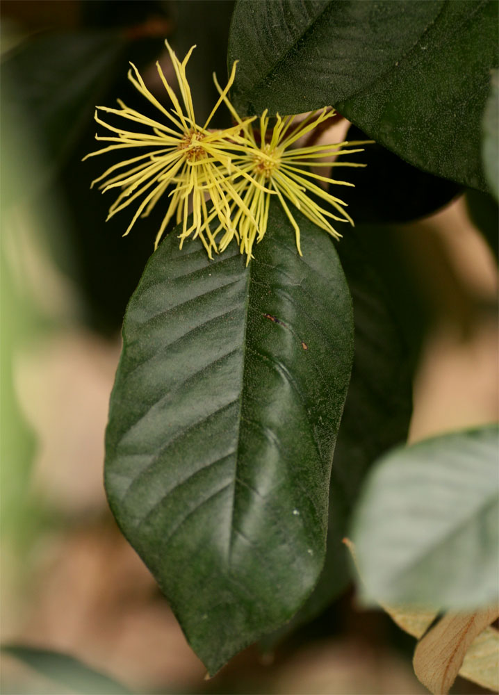 Trichocladus ellipticus subsp. malosanus Trichocladus ellipticus subsp. malosanus