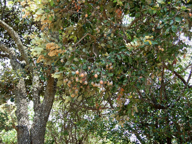 Parinari curatellifolia Parinari curatellifolia