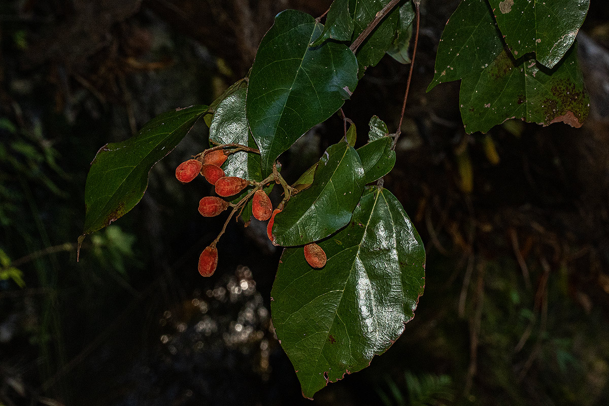 Agelaea pentagyna Agelaea pentagyna