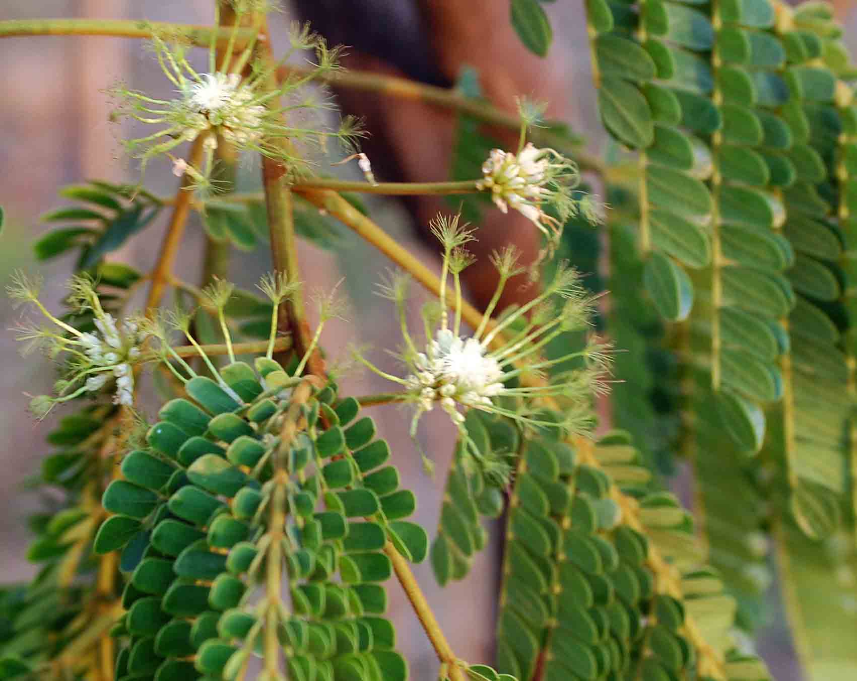 Albizia adianthifolia var. adianthifolia Albizia adianthifolia var. adianthifolia