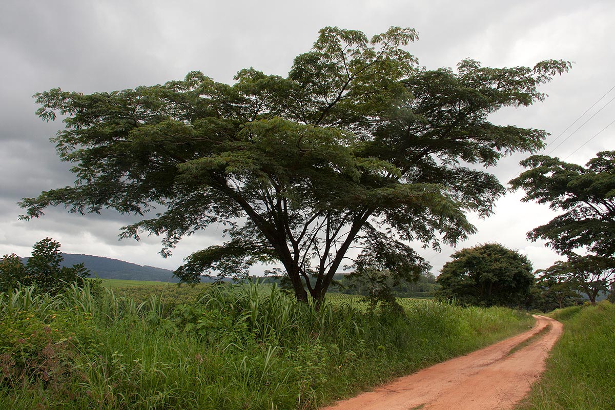 Albizia adianthifolia var. adianthifolia Albizia adianthifolia var. adianthifolia