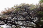 Acacia abyssinica subsp. calophylla