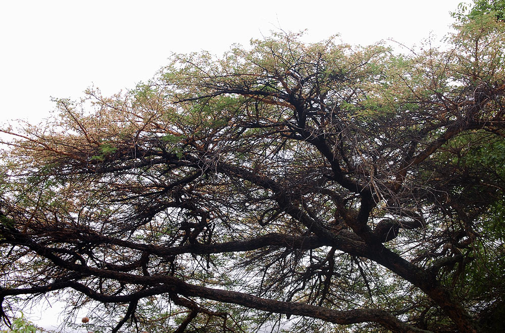 Acacia abyssinica subsp. calophylla