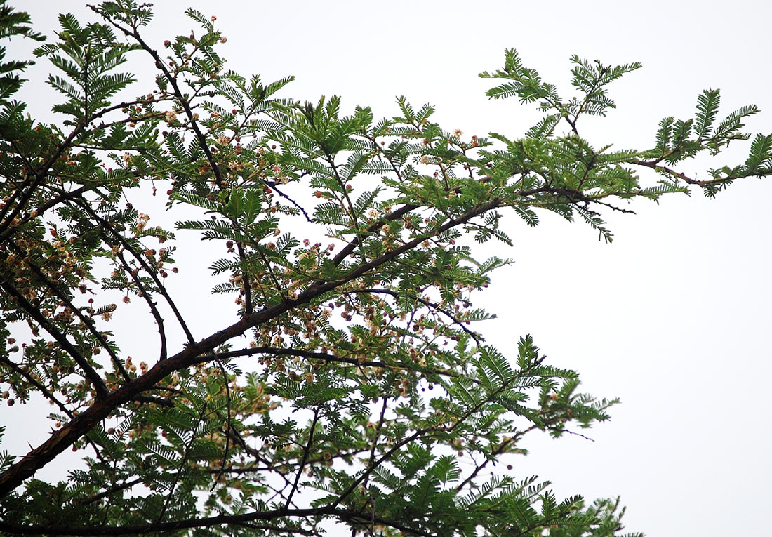 Acacia abyssinica subsp. calophylla