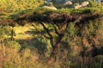 Acacia abyssinica subsp. calophylla