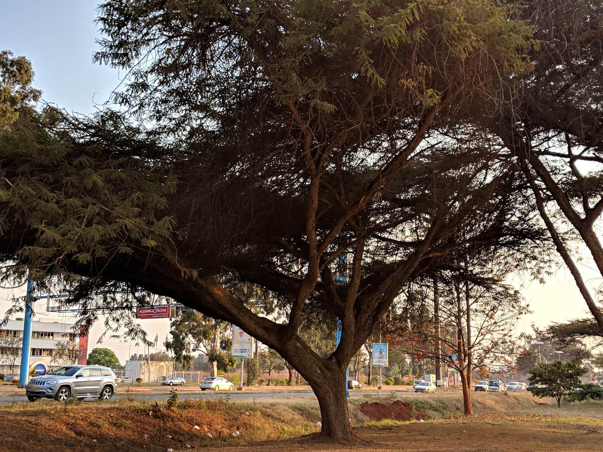 Acacia abyssinica subsp. calophylla