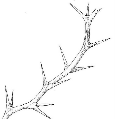 Faidherbia albida Faidherbia albida