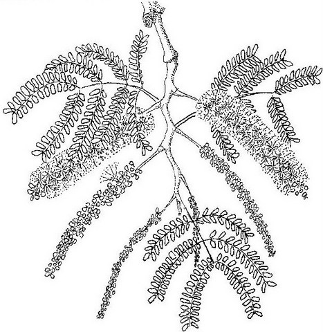 Faidherbia albida Faidherbia albida
