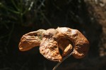 Faidherbia albida