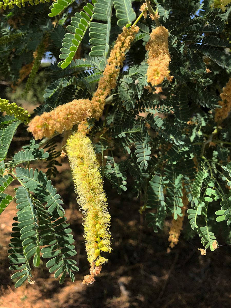 Faidherbia albida Faidherbia albida