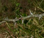 Faidherbia albida