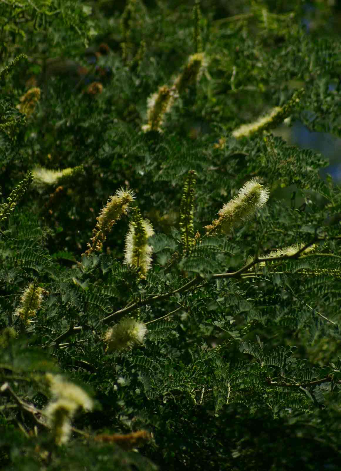Faidherbia albida