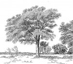 Faidherbia albida