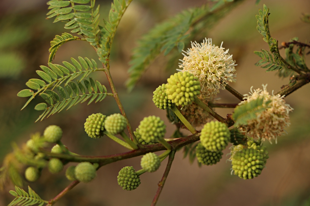 Leucaena leucocephala