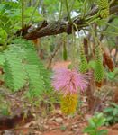 Dichrostachys cinerea