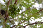 Dichrostachys cinerea