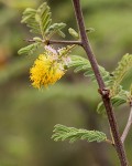 Dichrostachys cinerea