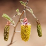 Dichrostachys cinerea