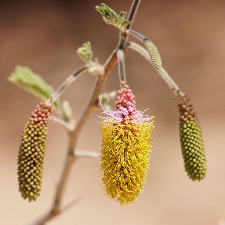 Dichrostachys cinerea Dichrostachys cinerea