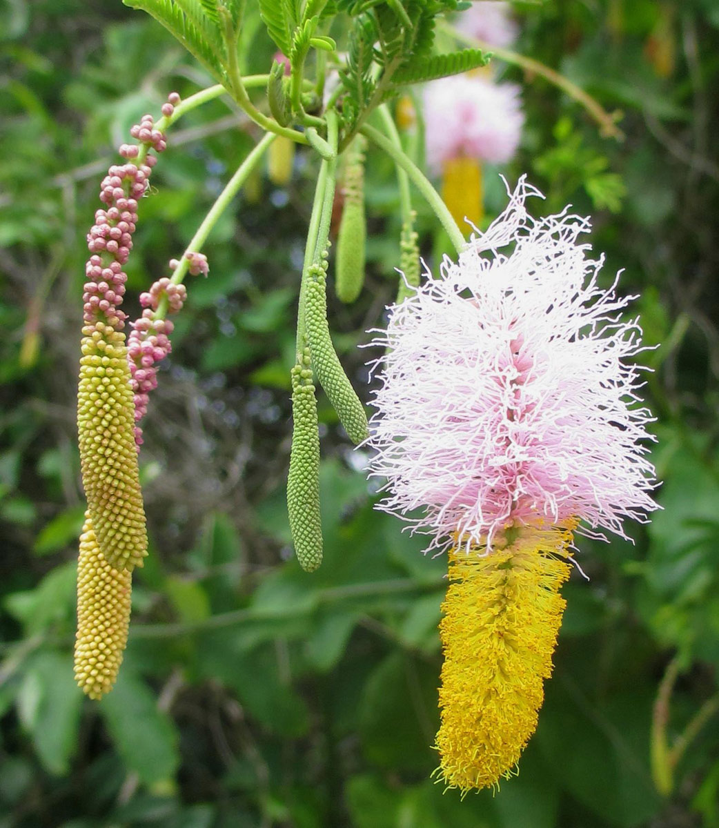 Dichrostachys cinerea Dichrostachys cinerea