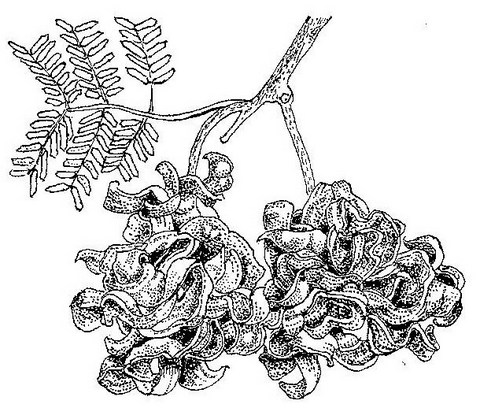 Dichrostachys cinerea Dichrostachys cinerea