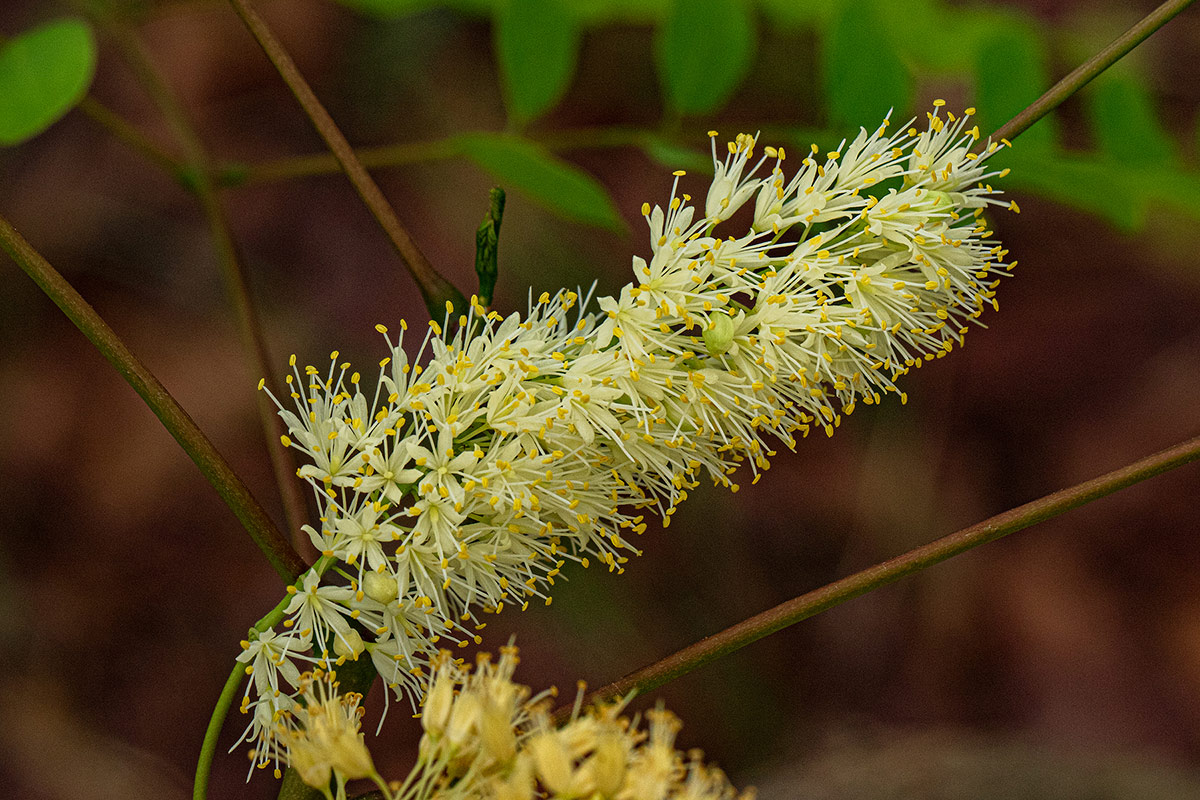 Amblygonocarpus andongensis Amblygonocarpus andongensis