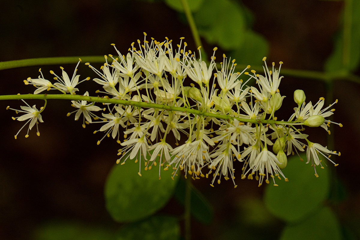 Amblygonocarpus andongensis Amblygonocarpus andongensis