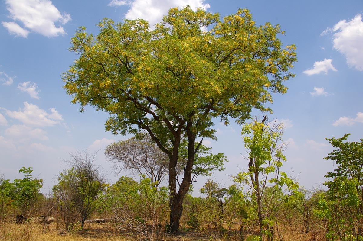 Amblygonocarpus andongensis Amblygonocarpus andongensis