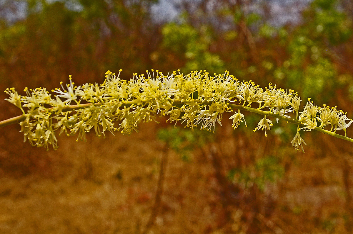 Amblygonocarpus andongensis Amblygonocarpus andongensis