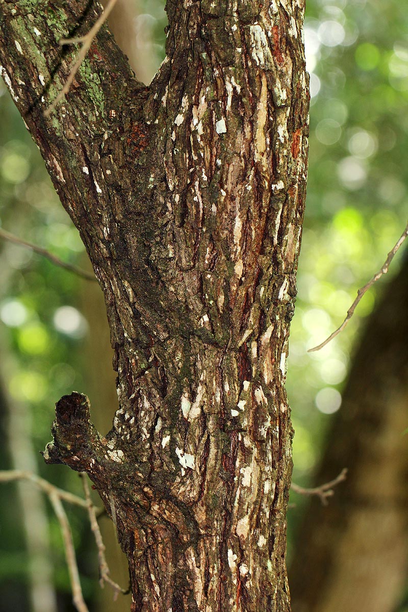 Amblygonocarpus andongensis Amblygonocarpus andongensis