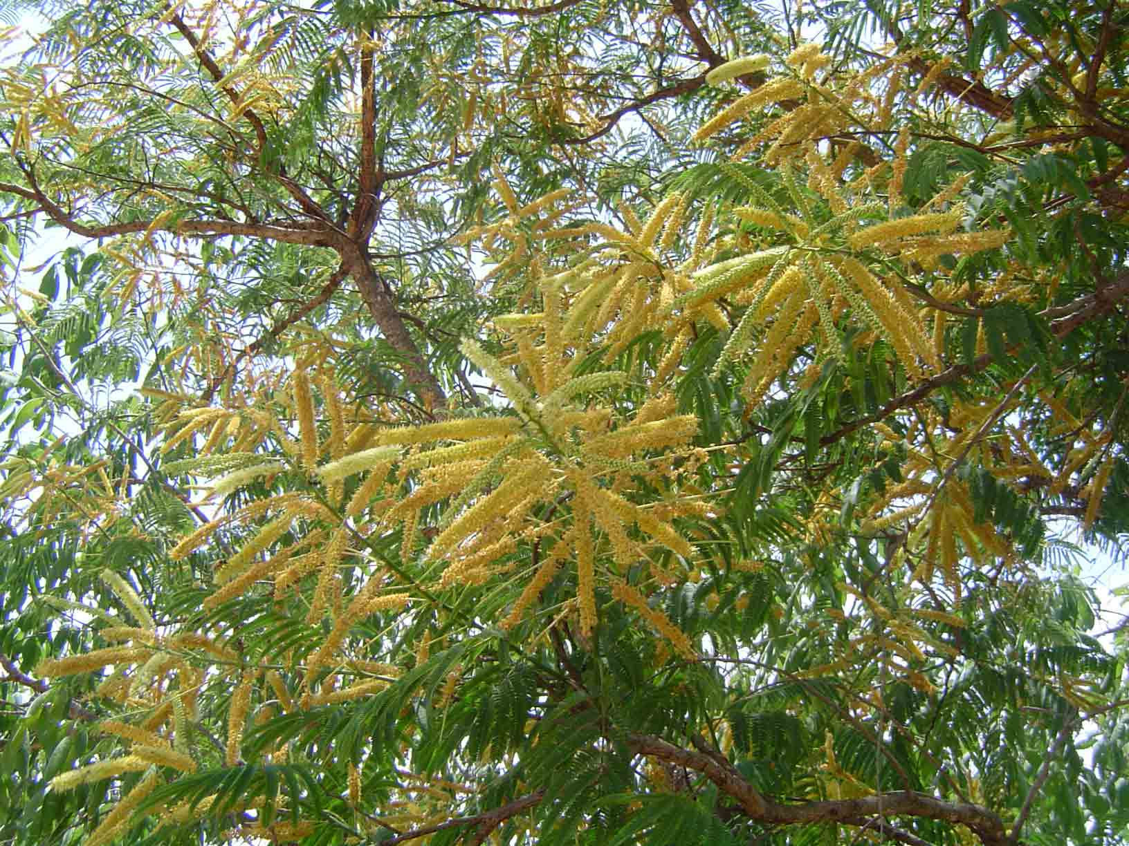 Entada abyssinica Entada abyssinica