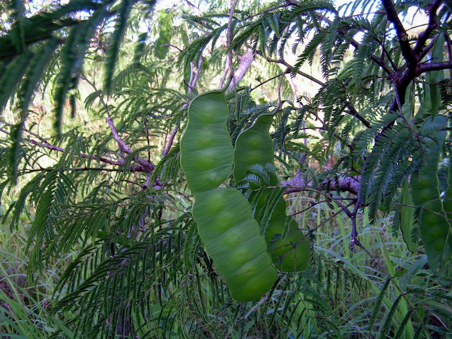 Entada abyssinica Entada abyssinica