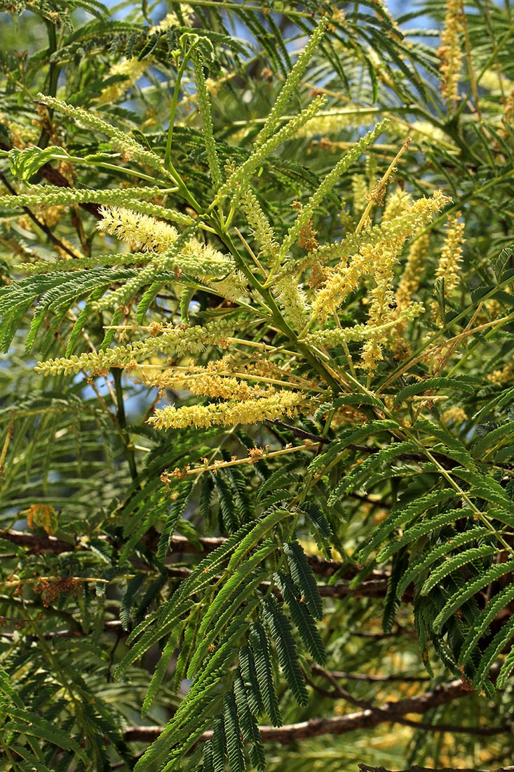Entada abyssinica Entada abyssinica
