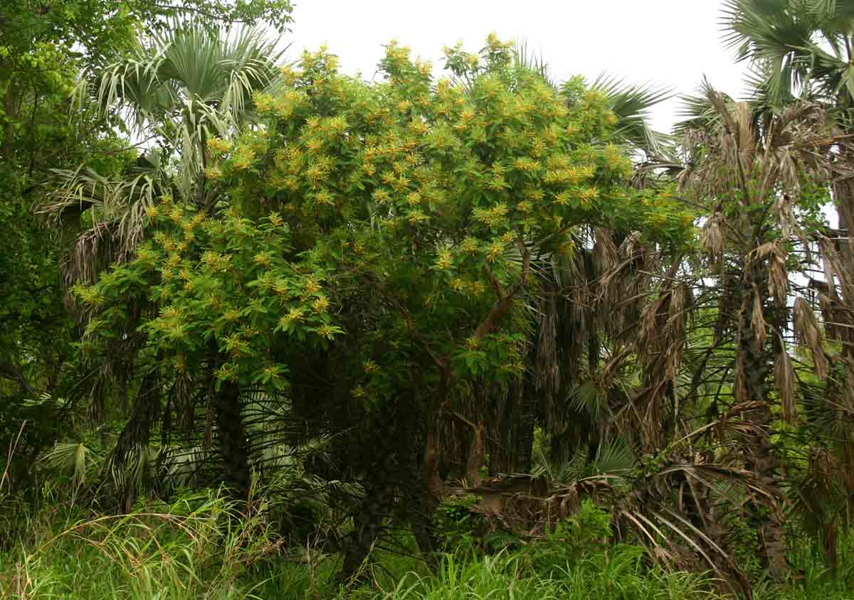 Entada abyssinica Entada abyssinica