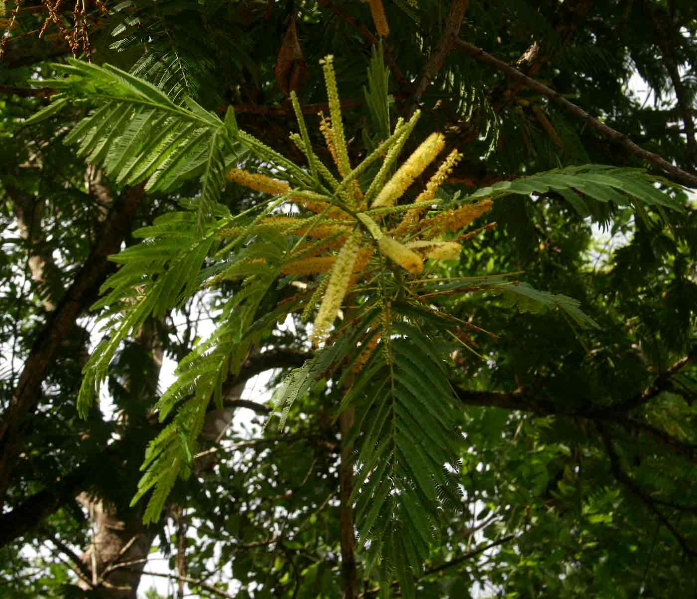 Entada abyssinica Entada abyssinica