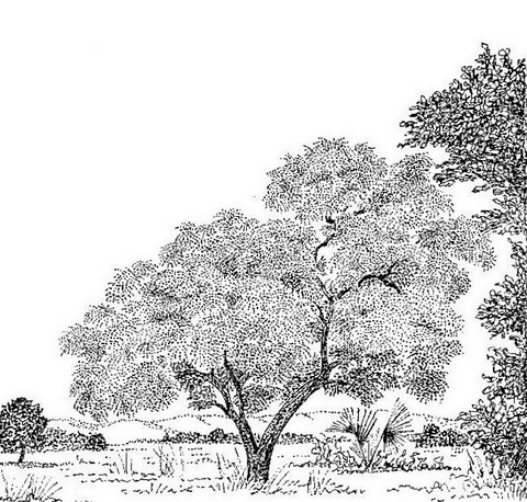 Entada abyssinica Entada abyssinica