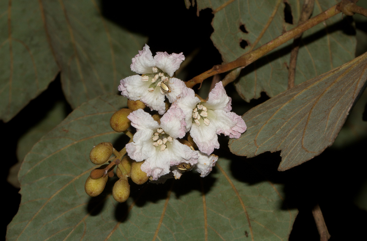 Piliostigma thonningii Piliostigma thonningii