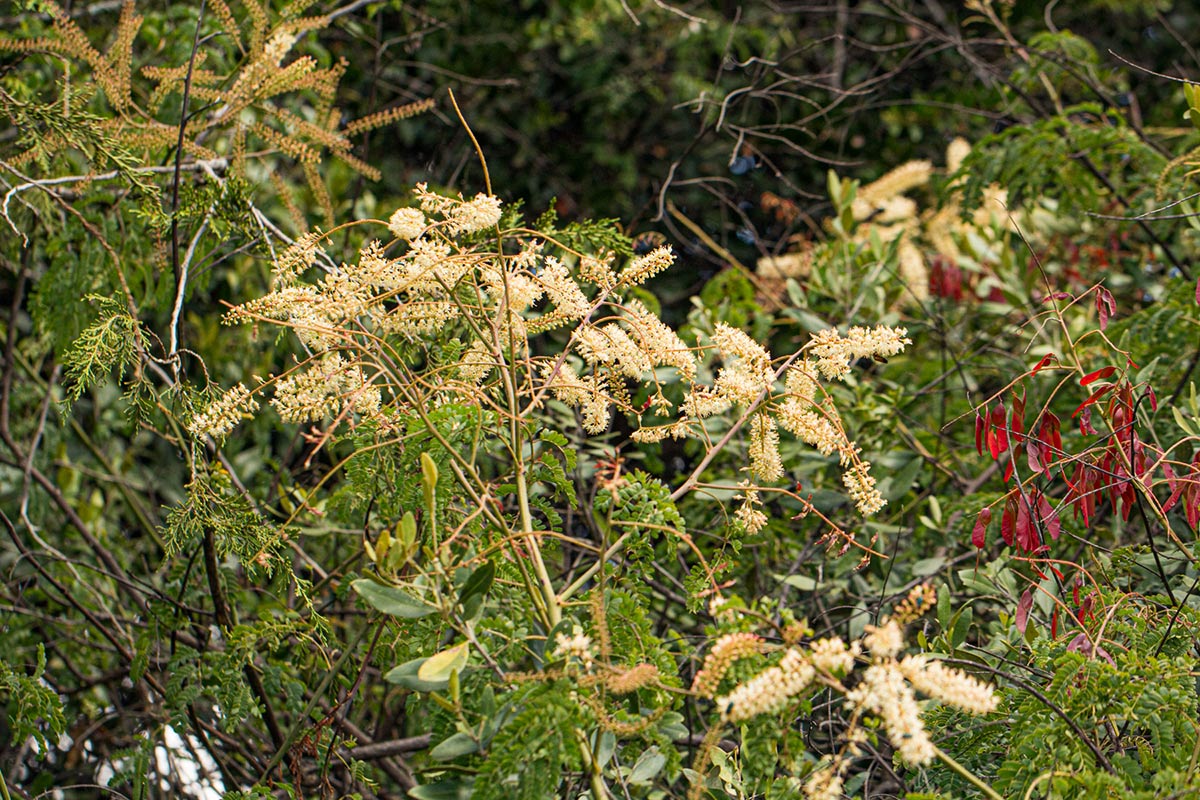 Pterolobium stellatum Pterolobium stellatum