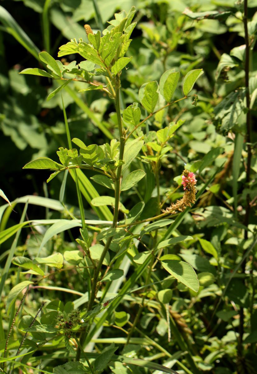 Indigofera hirsuta Indigofera hirsuta