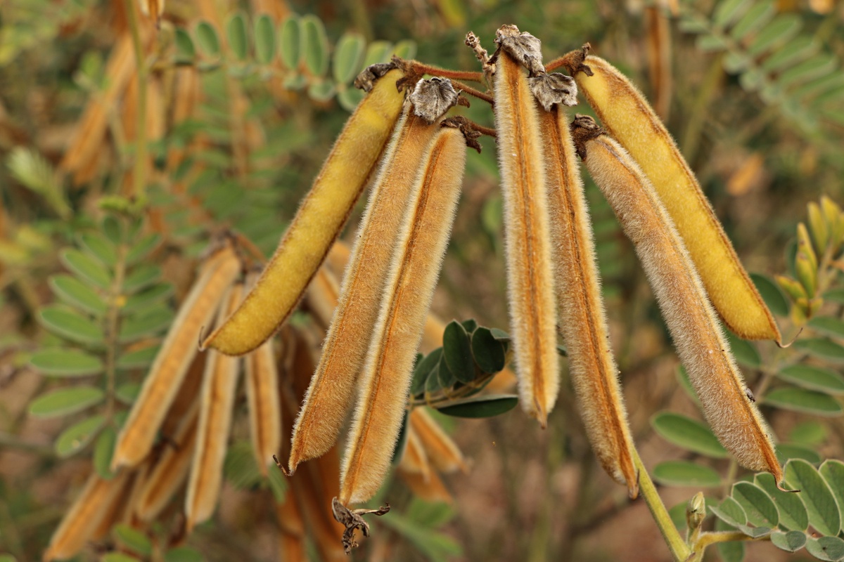Tephrosia vogelii