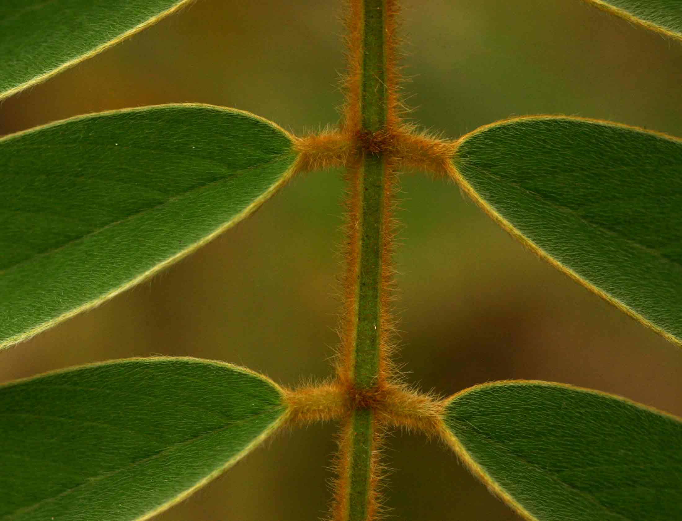 Tephrosia vogelii
