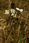 Tephrosia vogelii