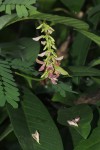 Abrus precatorius subsp. africanus