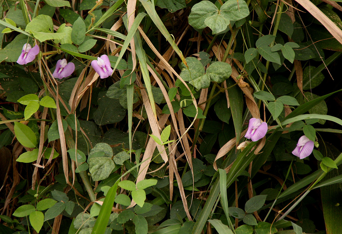 Centrosema pubescens Centrosema pubescens