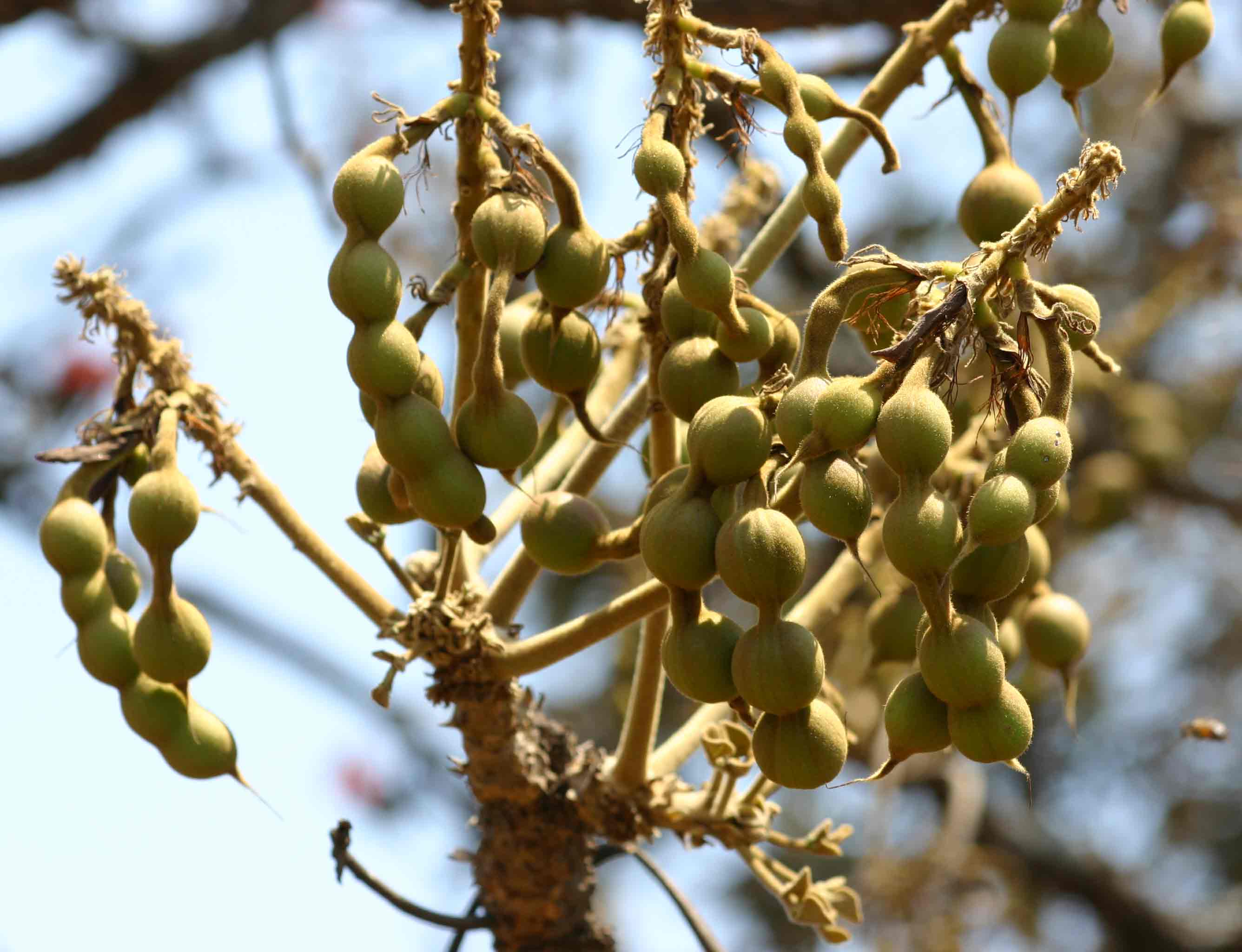 Erythrina abyssinica Erythrina abyssinica